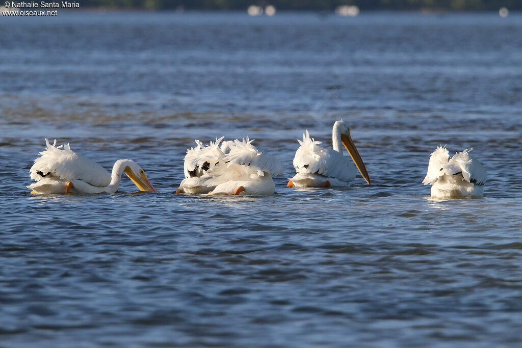 Pélican d'Amériqueadulte, habitat, nage, pêche/chasse