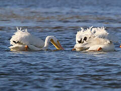 American White Pelican