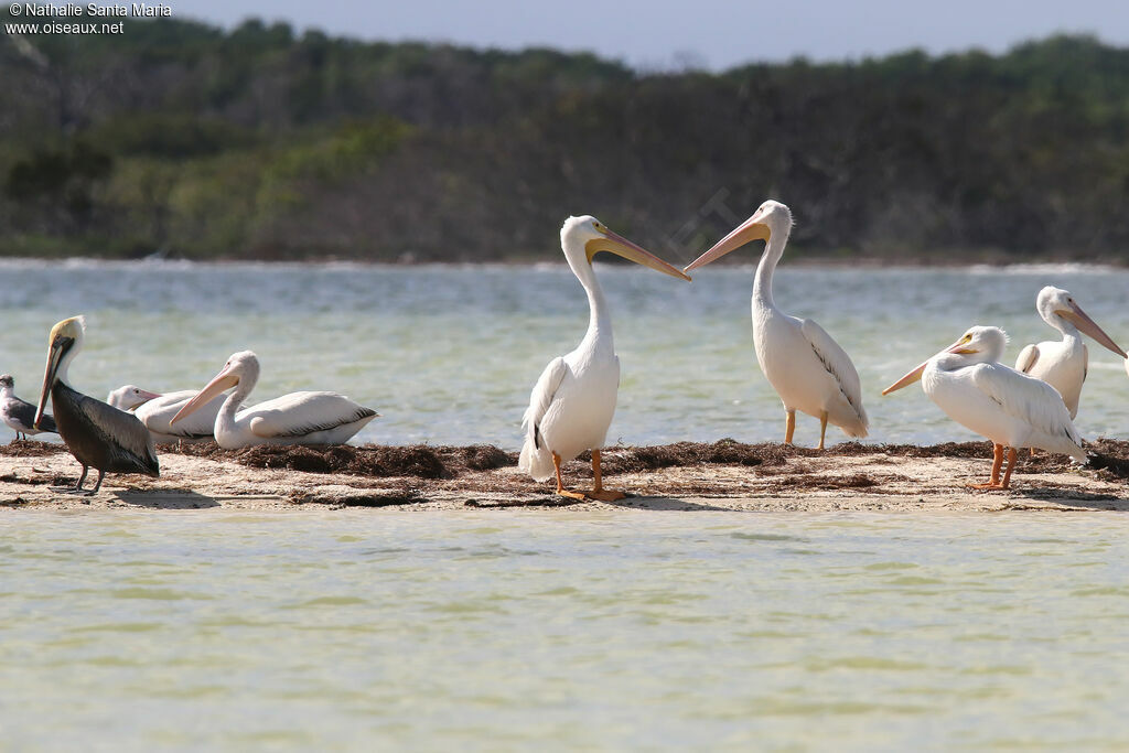 Pélican d'Amériqueadulte internuptial, habitat