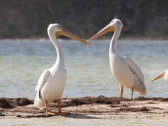 American White Pelican