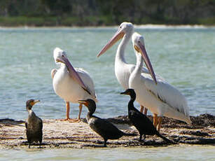 Pélican d'Amérique