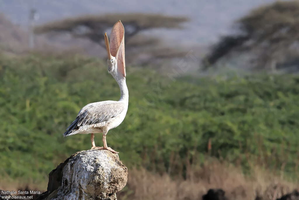 Pink-backed Pelicanimmature, pigmentation, Behaviour