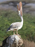 Pink-backed Pelican