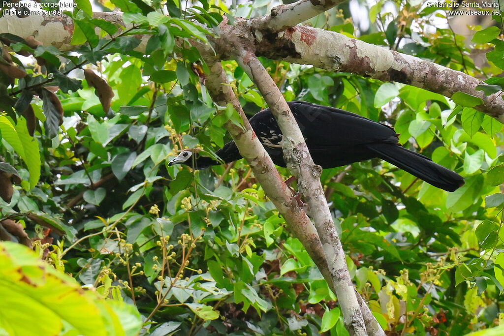 Pénélope à gorge bleue