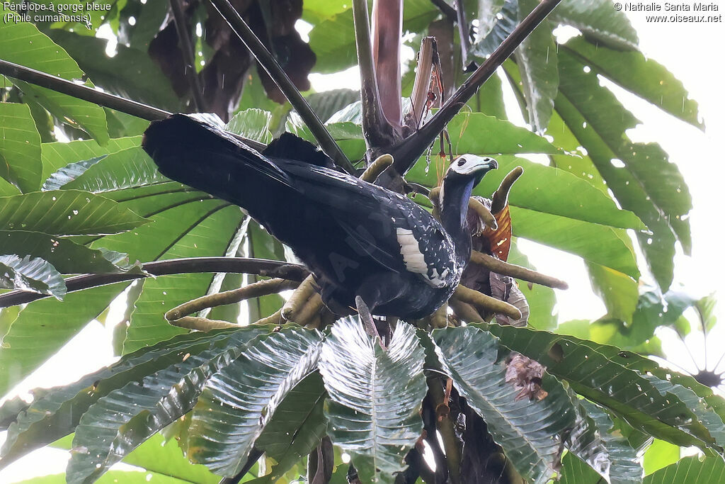 Pénélope à gorge bleue