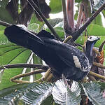 Pénélope à gorge bleue