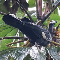 Pénélope à gorge bleue