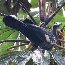 Pénélope à gorge bleue