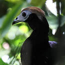 Pénélope à gorge bleue
