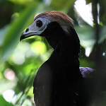 Pénélope à gorge bleue