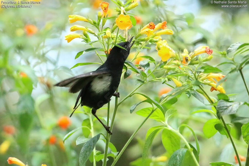 White-sided Flowerpiercer male adult, identification, feeding habits