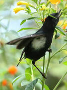 White-sided Flowerpiercer