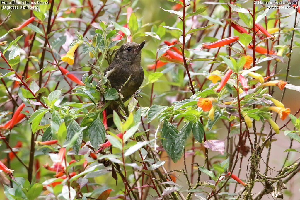 White-sided Flowerpiercer female adult, identification