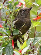 White-sided Flowerpiercer