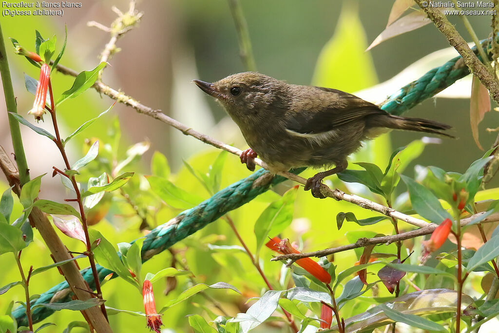 White-sided Flowerpiercer female adult, identification