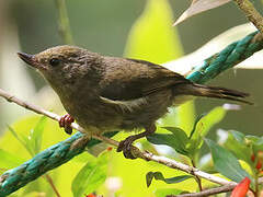 White-sided Flowerpiercer