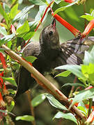 White-sided Flowerpiercer