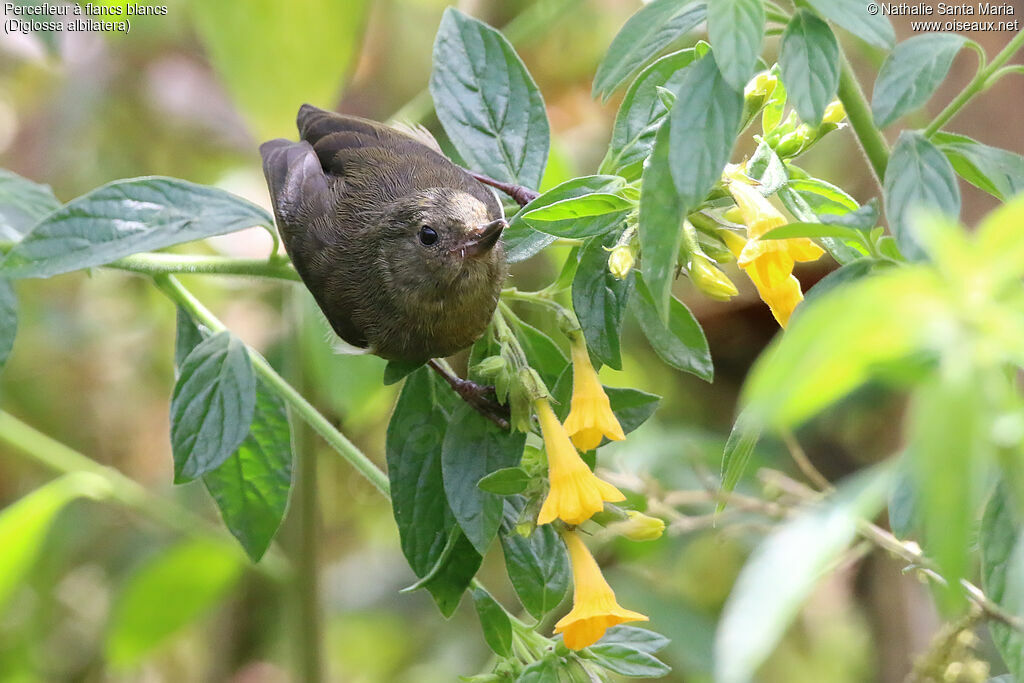 White-sided Flowerpiercer female adult, identification