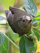 White-sided Flowerpiercer