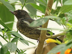 White-sided Flowerpiercer