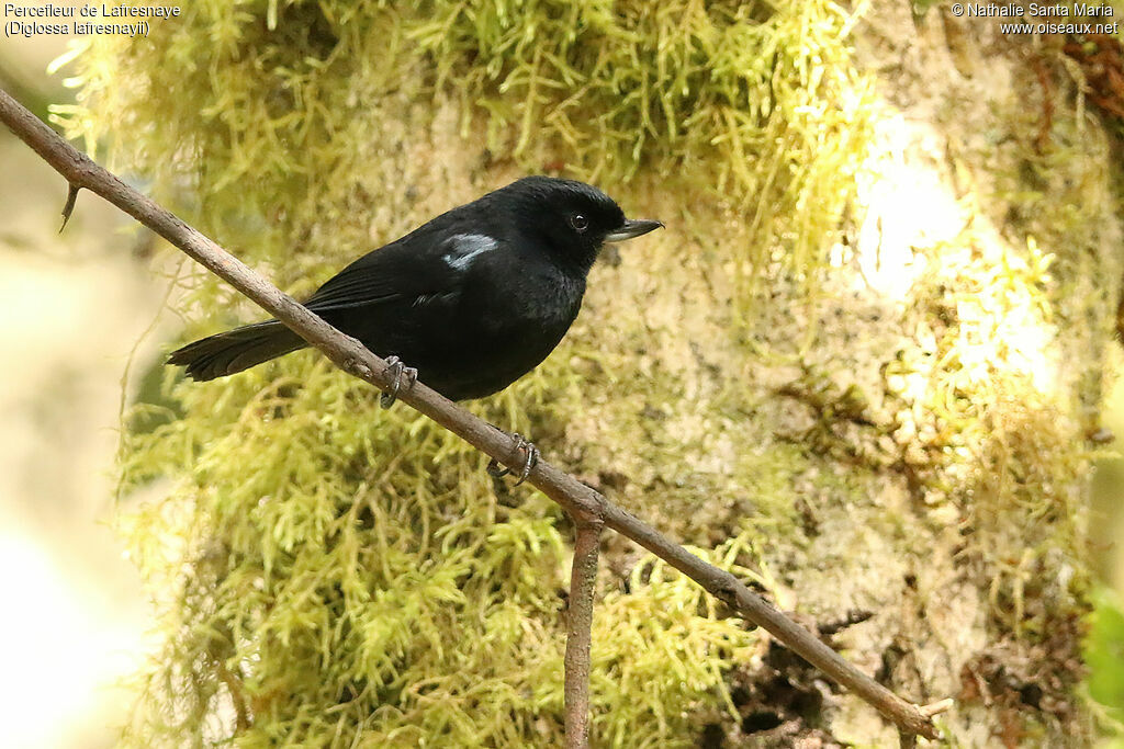 Glossy Flowerpiercer male adult, identification