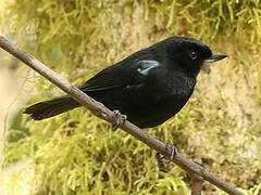 Glossy Flowerpiercer