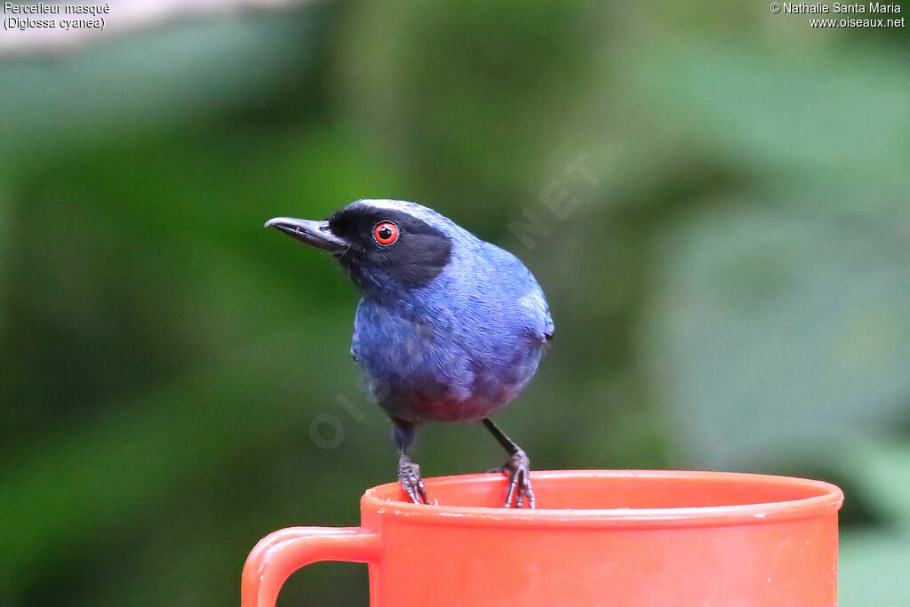 Masked Flowerpierceradult, identification