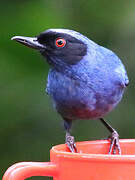 Masked Flowerpiercer