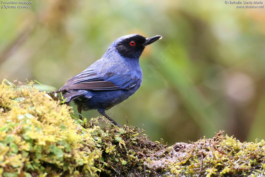 Masked Flowerpierceradult, identification