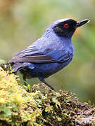 Masked Flowerpiercer