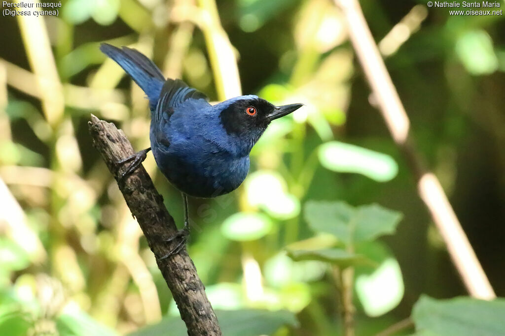 Masked Flowerpierceradult, identification