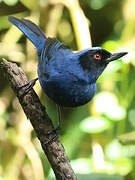 Masked Flowerpiercer