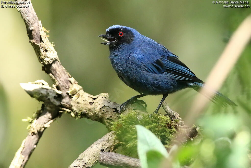 Masked Flowerpierceradult, identification