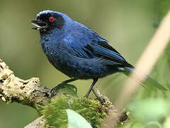 Masked Flowerpiercer