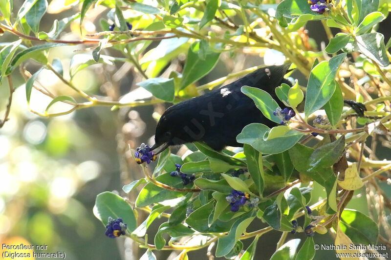 Black Flowerpiercer male adult, identification, feeding habits