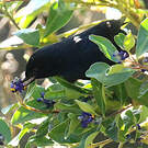 Percefleur noir