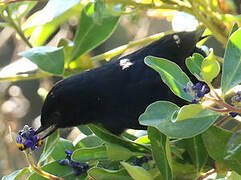 Black Flowerpiercer