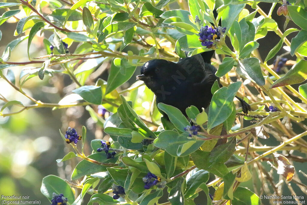 Black Flowerpiercer male adult, identification, clues