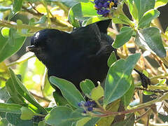 Black Flowerpiercer