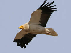 Egyptian Vulture