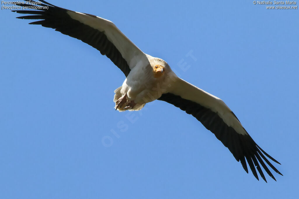 Egyptian Vultureadult, Flight