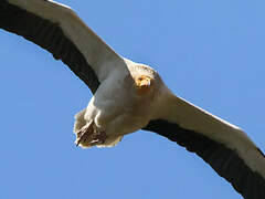 Egyptian Vulture