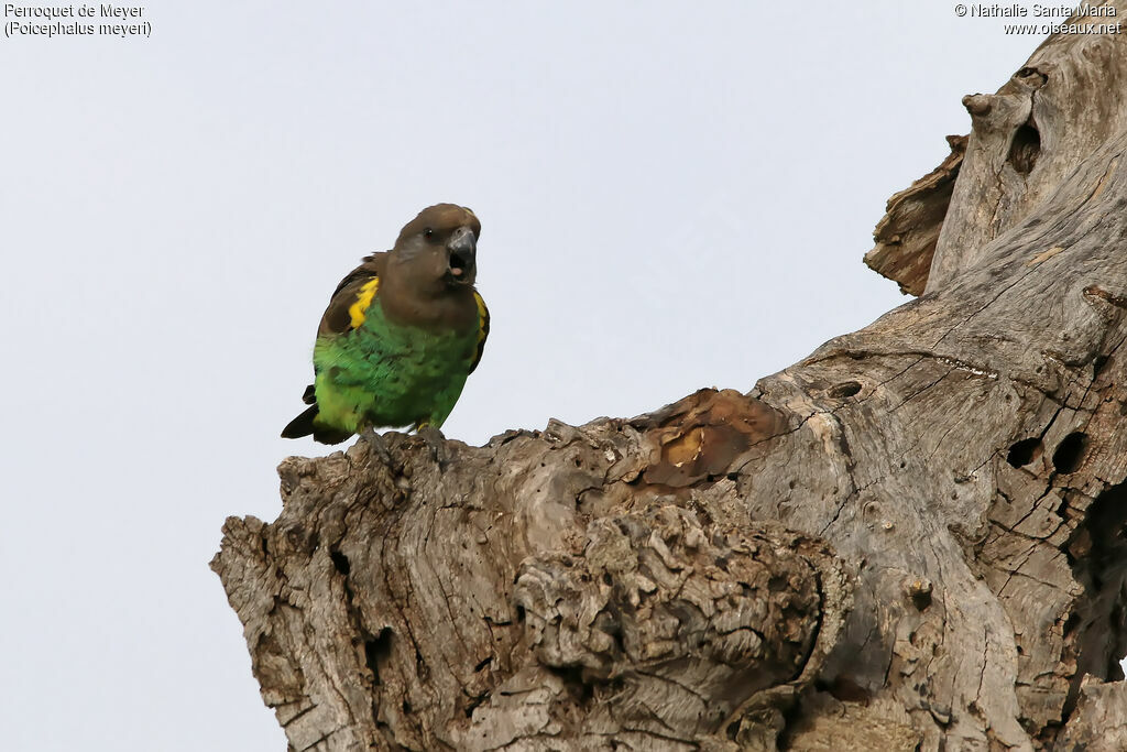 Perroquet de Meyerimmature, identification, habitat