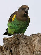 Meyer's Parrot