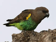 Meyer's Parrot