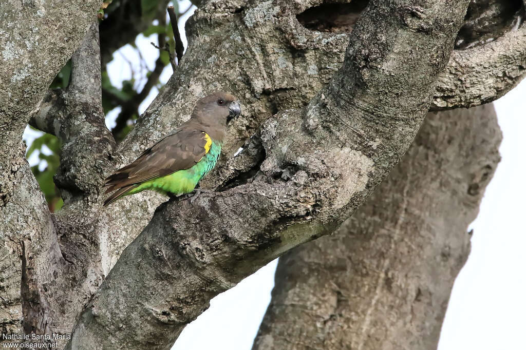 Meyer's Parrotadult, habitat, camouflage, pigmentation