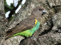 Meyer's Parrot