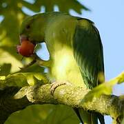 Rose-ringed Parakeet