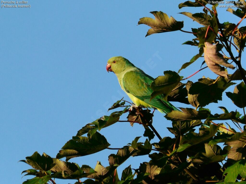 Perruche à collier femelle adulte