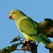 Rose-ringed Parakeet